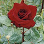 Black Madonna Rose